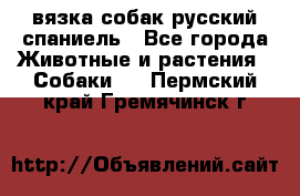 вязка собак русский спаниель - Все города Животные и растения » Собаки   . Пермский край,Гремячинск г.